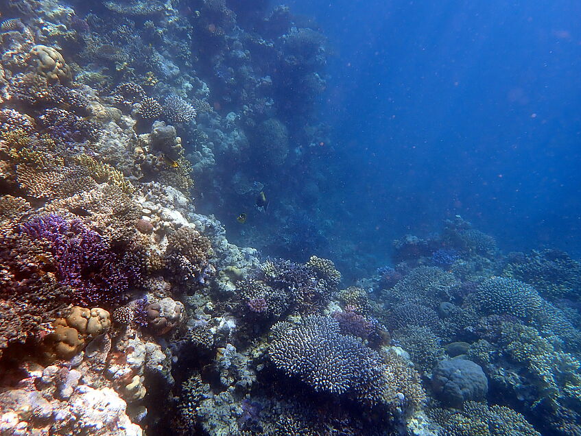 Ein Foto von einem Korallenriff, durch Anklicken kommt man zur Seite der Kinderuni