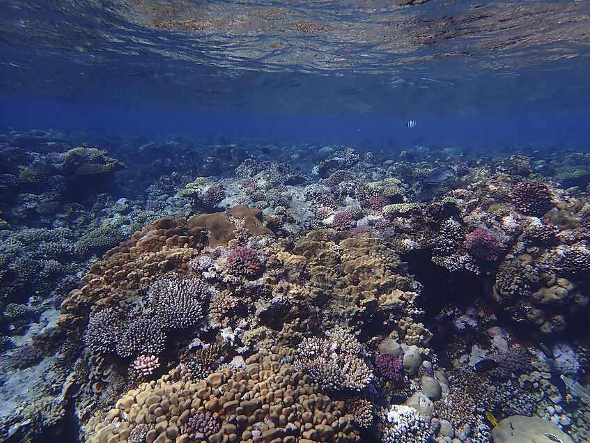 Ein modernes Korallenriff in Ägypten